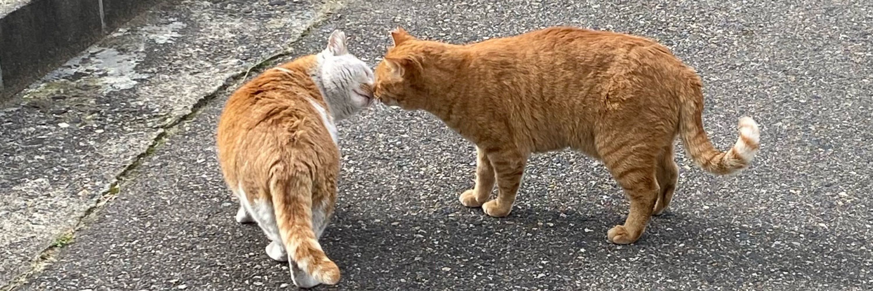 かんだ