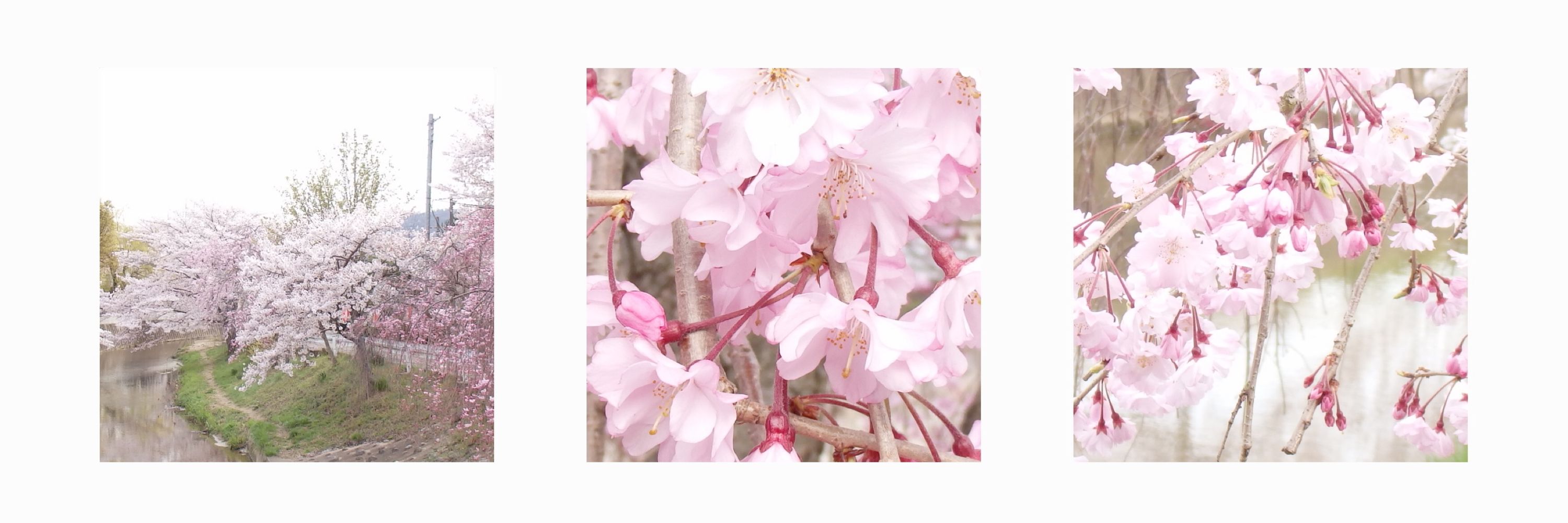 ぼさつ