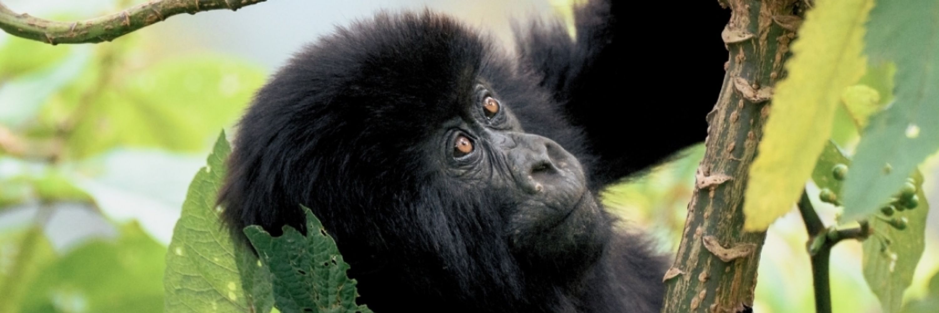 World Gorilla Marathon™