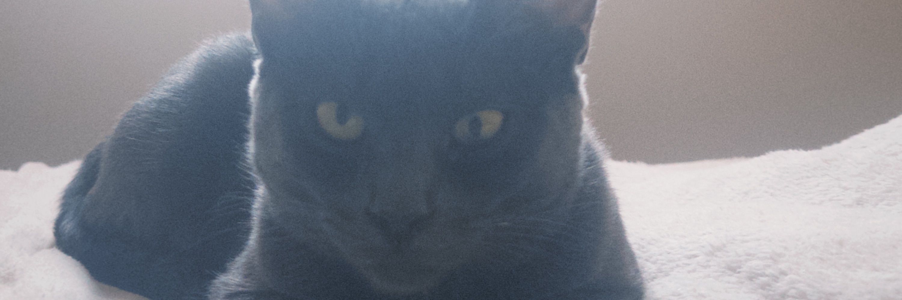 ms