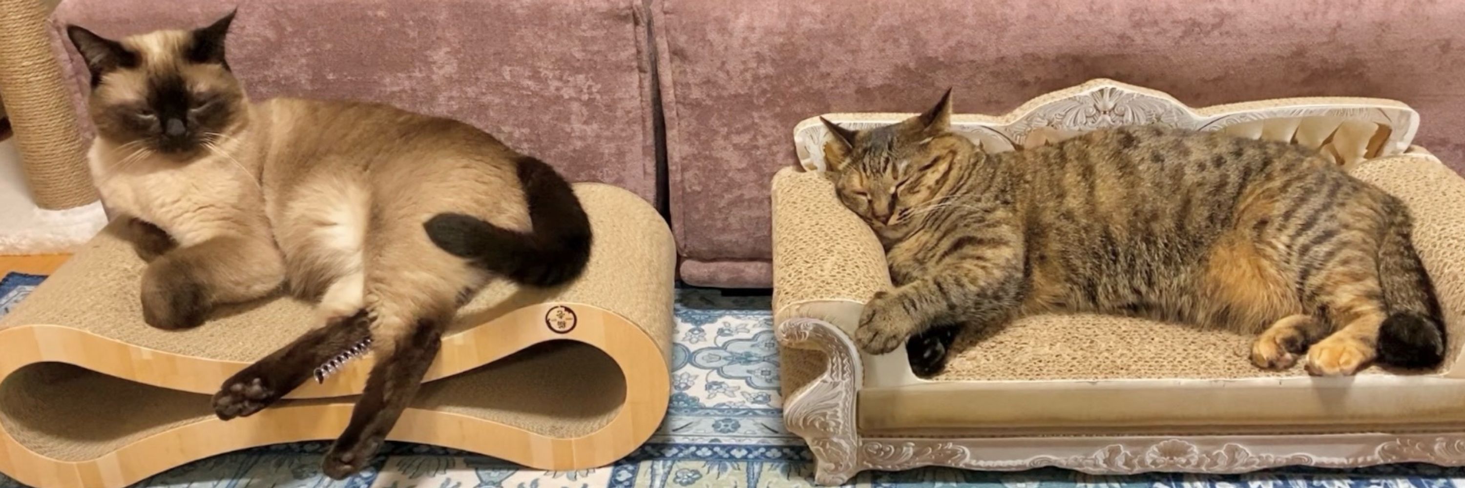 ぴっぴたろう