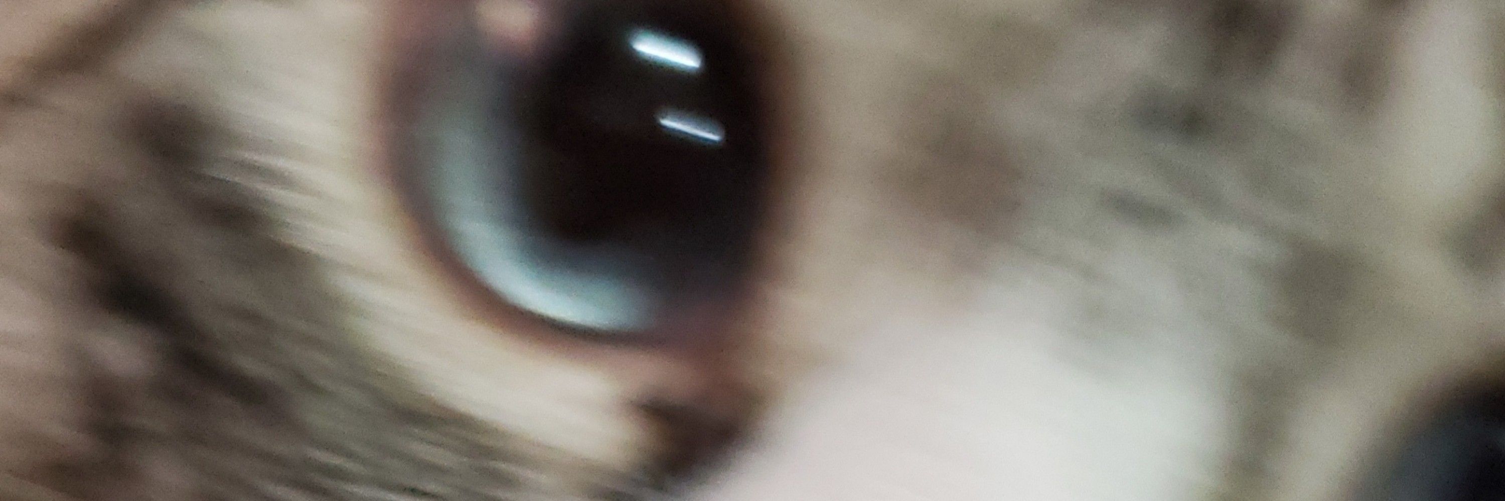 Zaz