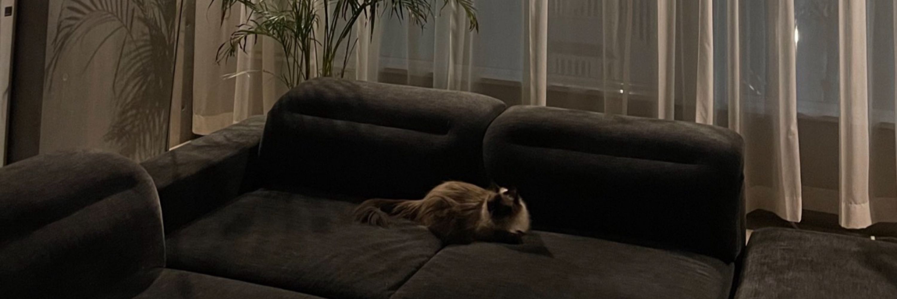 目が綺麗な猫