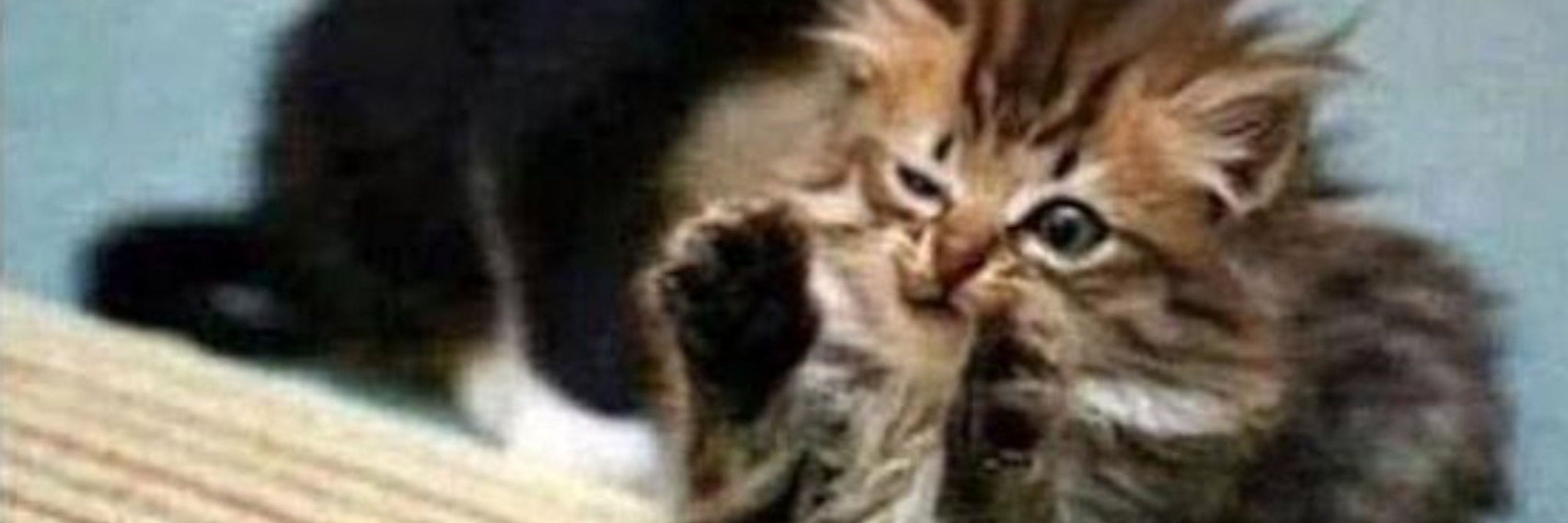 TappyPaws