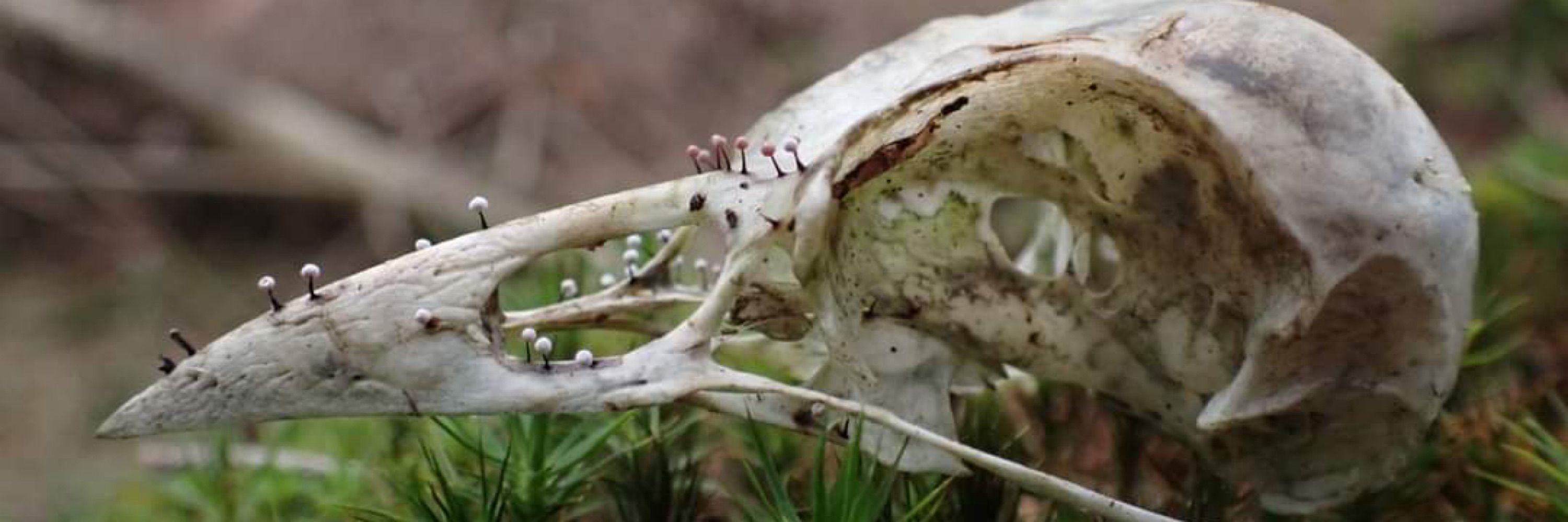 chunky mushroom