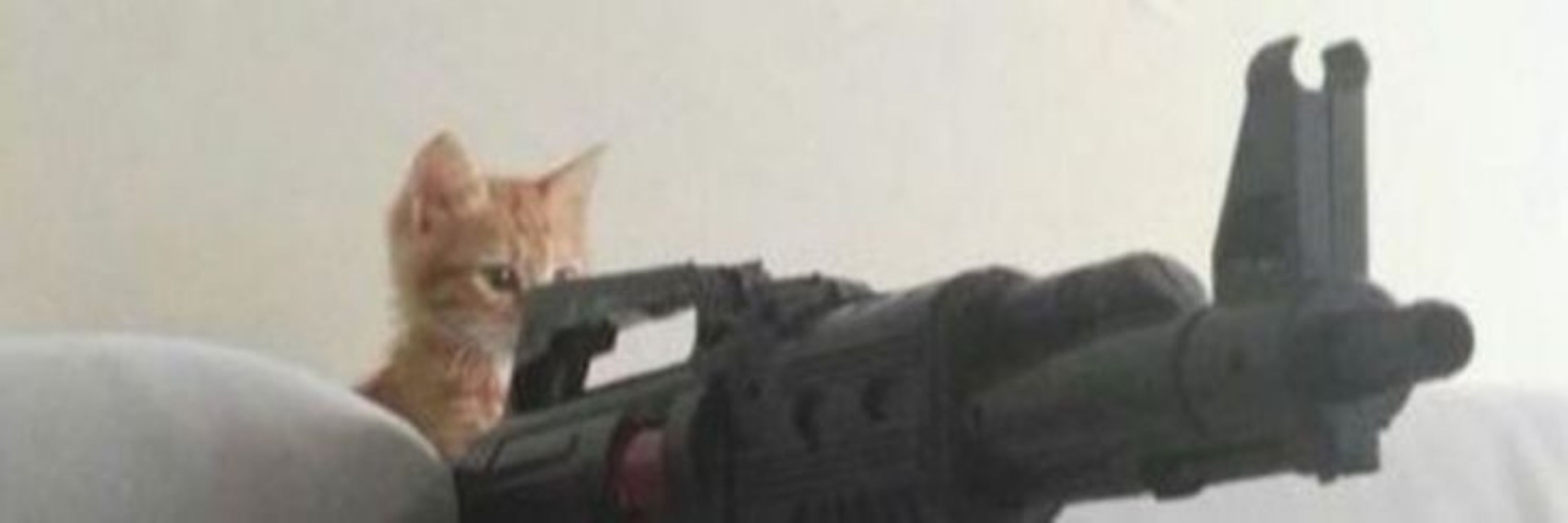 Gatinho com uma metralhadora 2.0