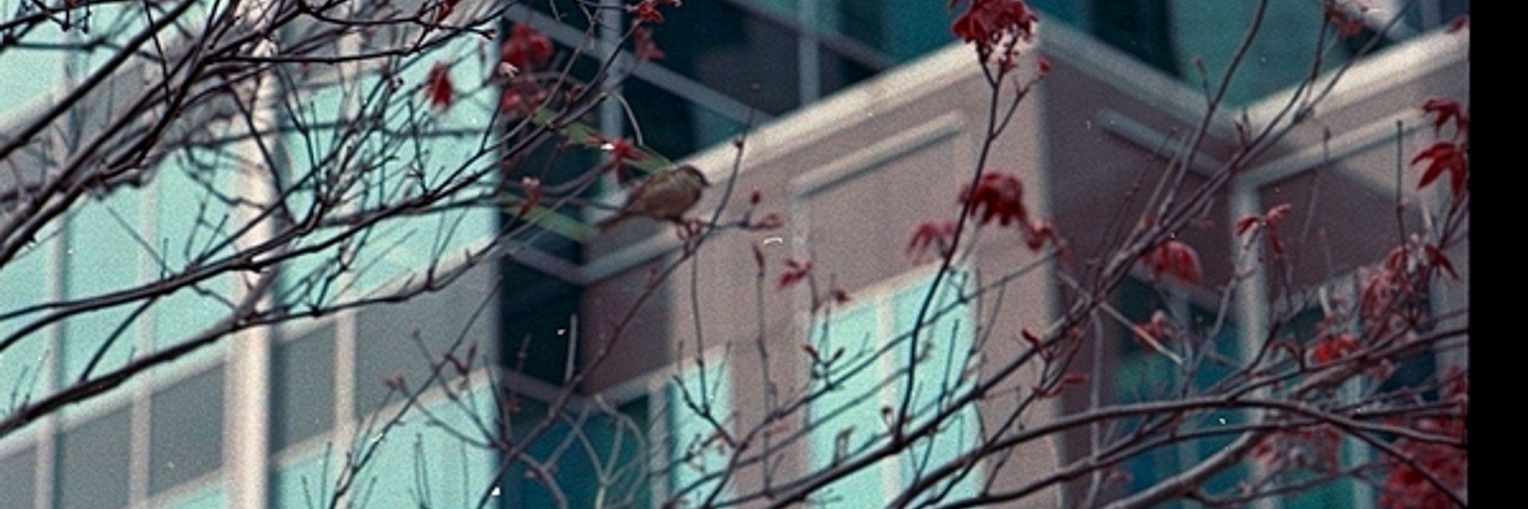 ahyunbirdy