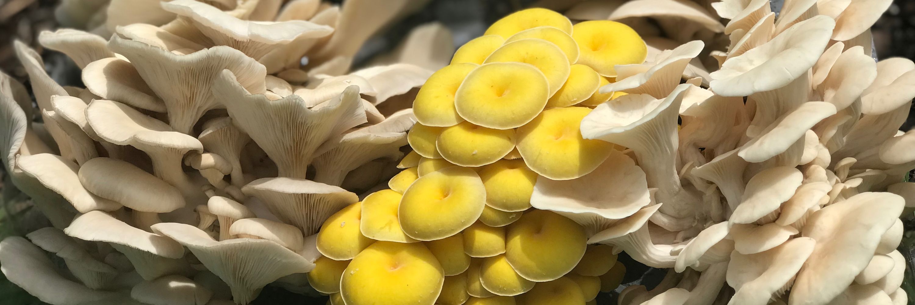 Caps & Gills