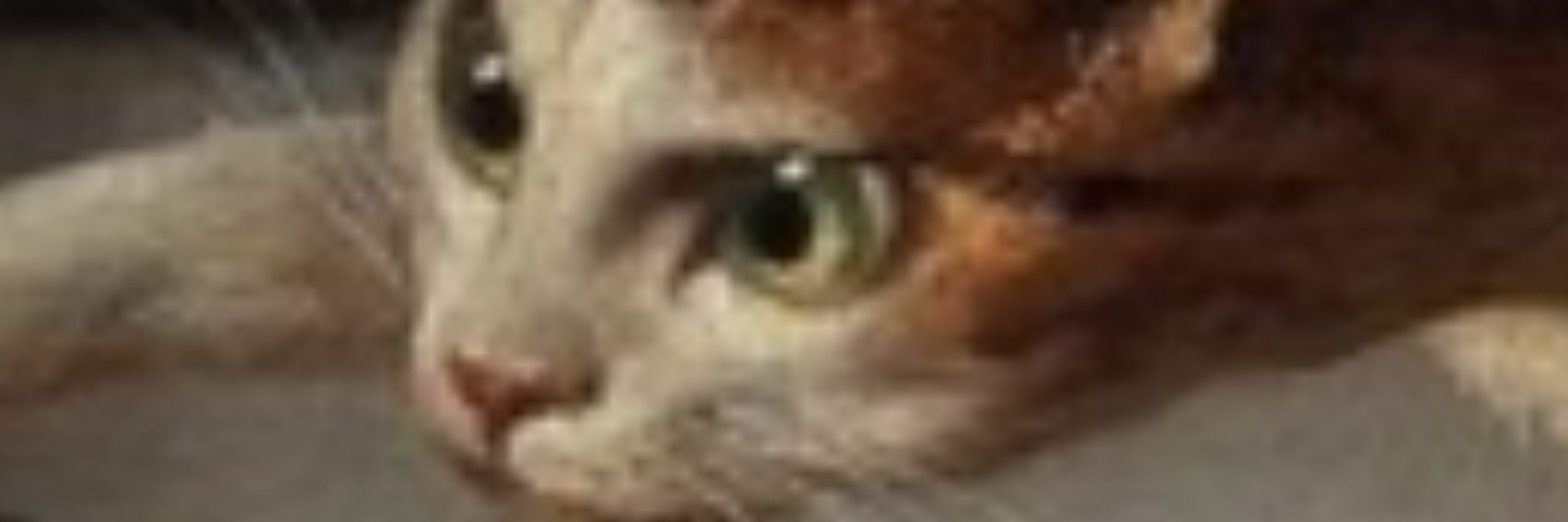Cat Boonjas