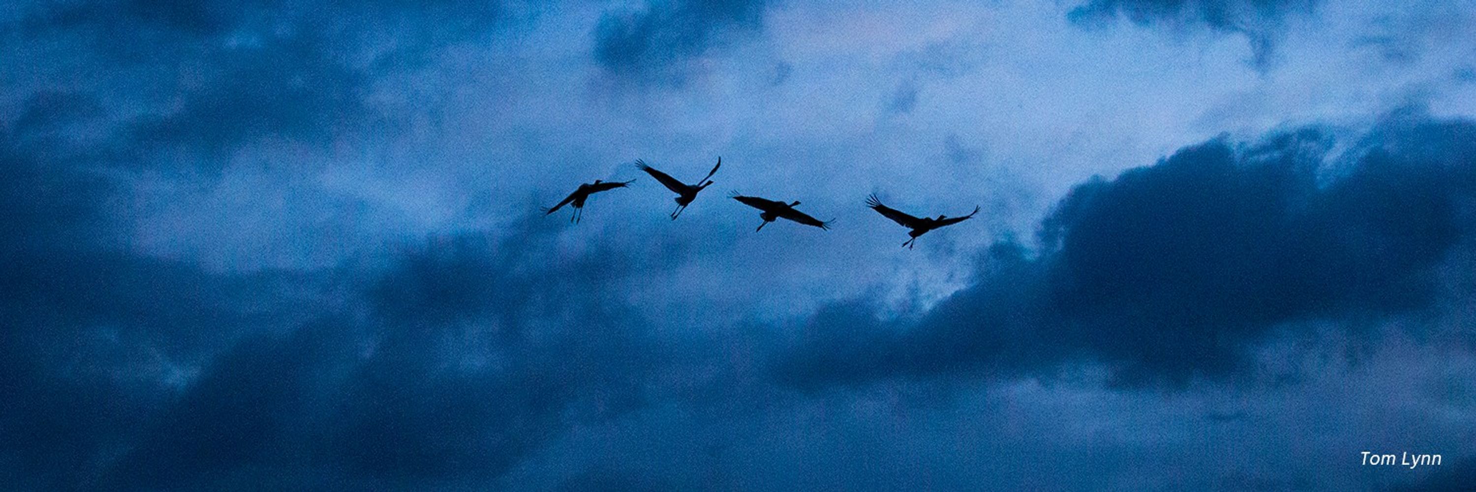 International Crane Foundation