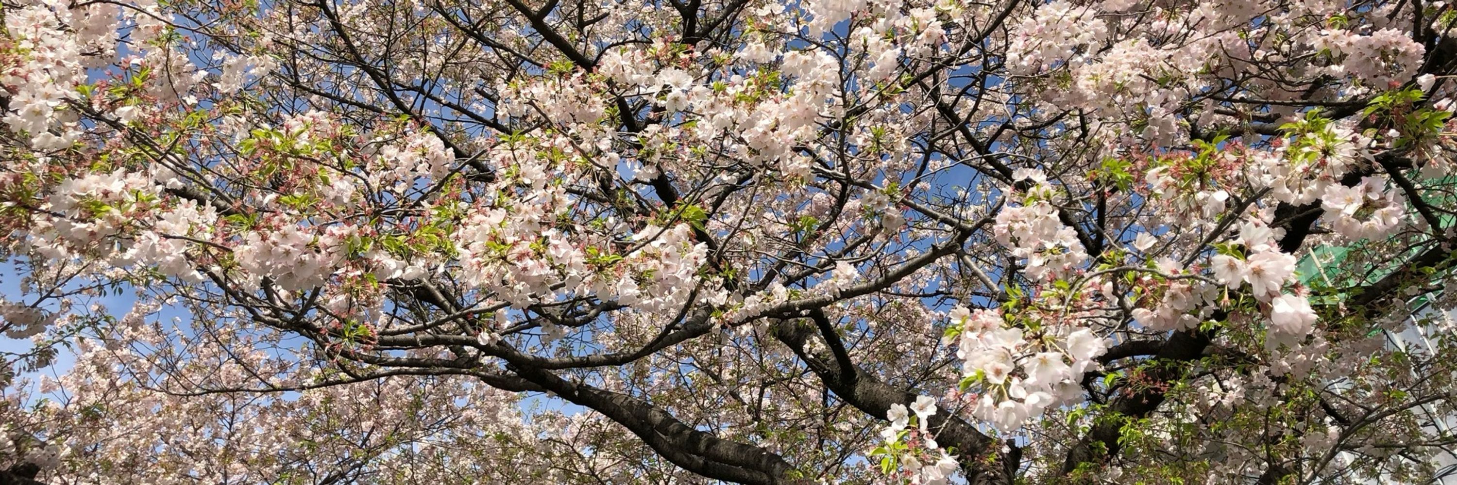 ただのデブ