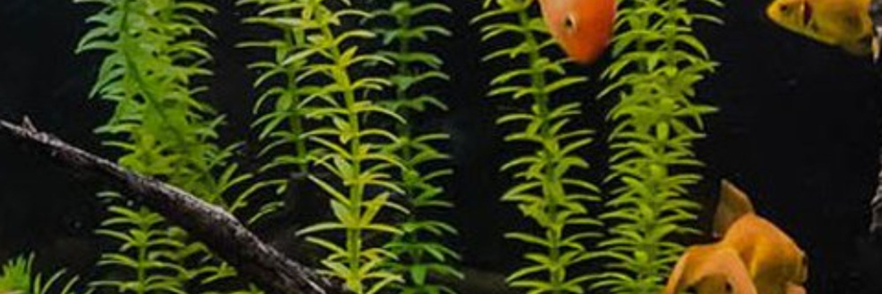 Crousti Le Poisson