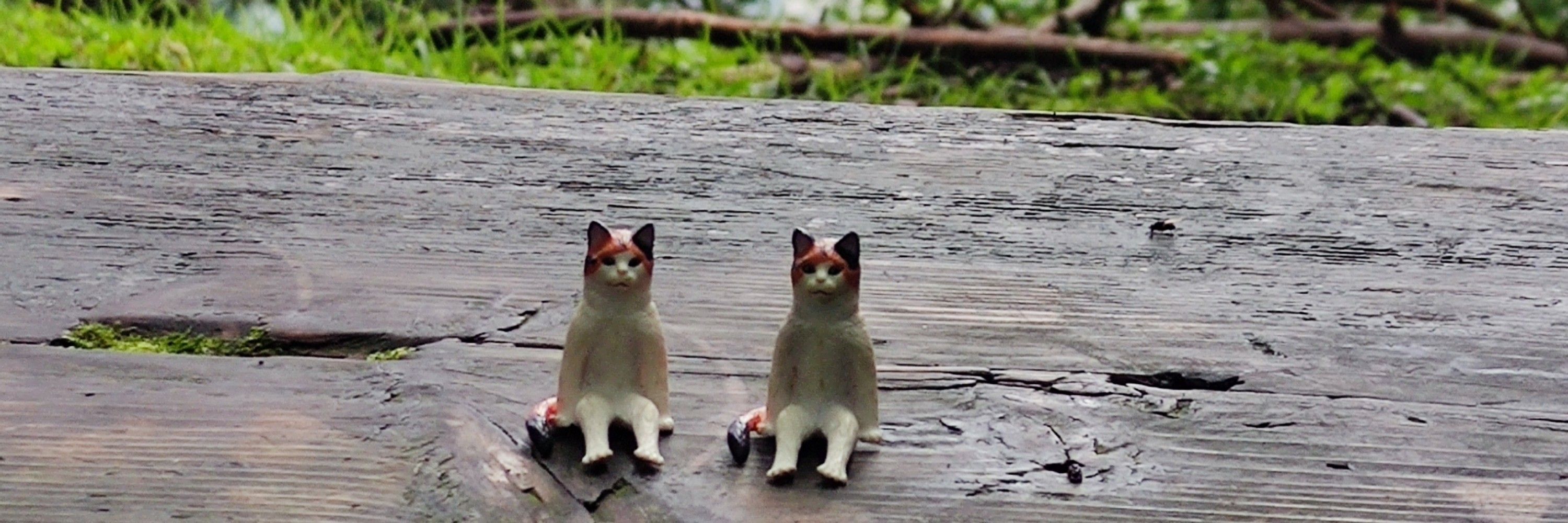 ニモ🐱ゆるダイエット中
