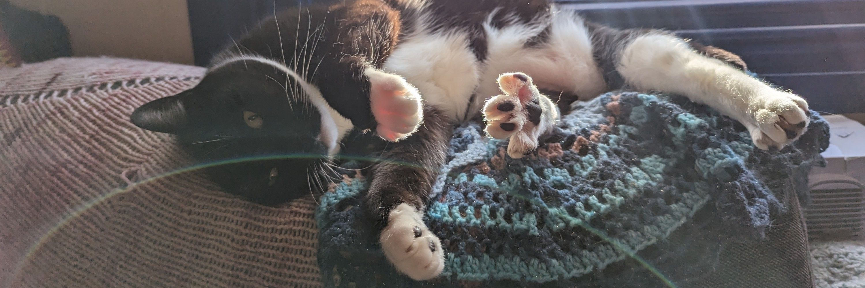 Decimal Kitty