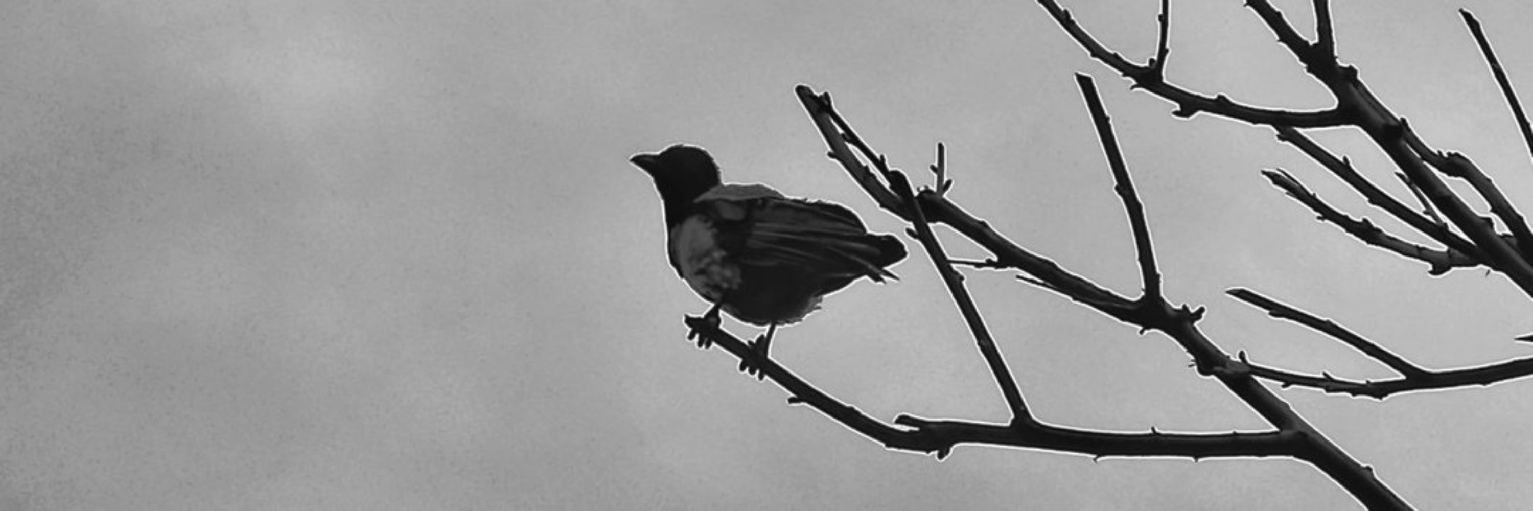 Raven photography 
