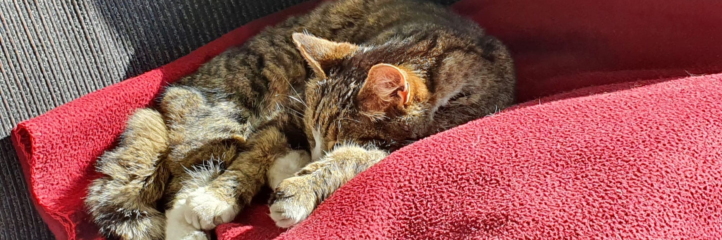 felis