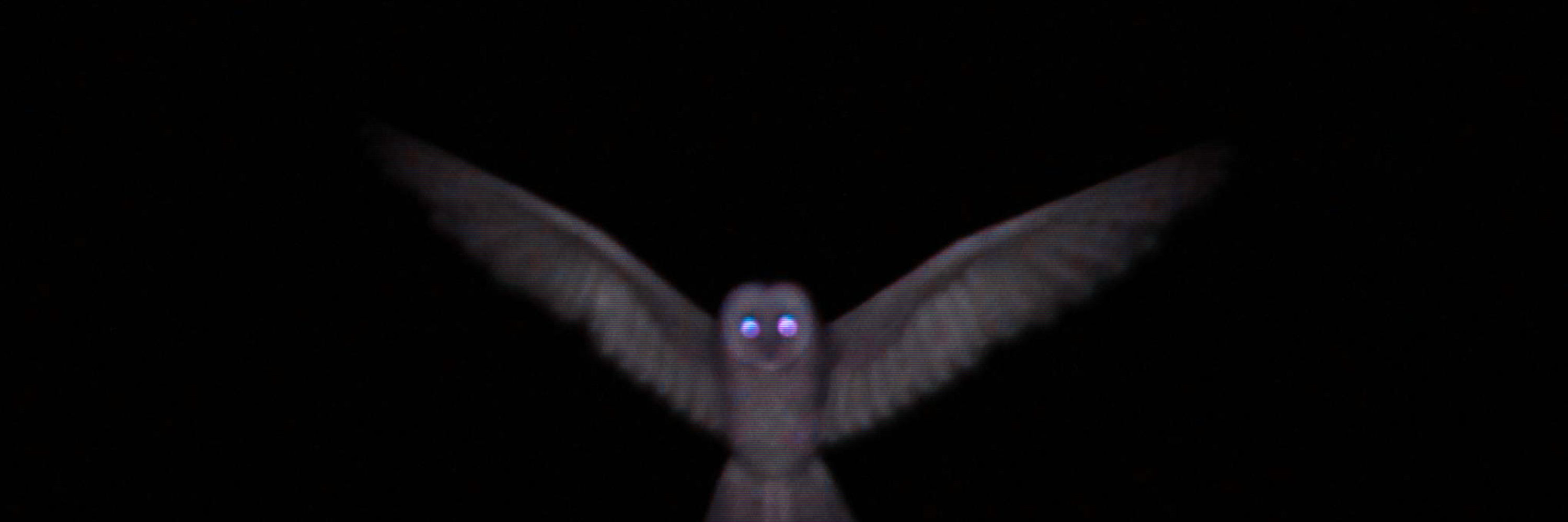 ✧ 𝚘𝚠𝚕𝚒𝚛𝚒𝚜 ✧