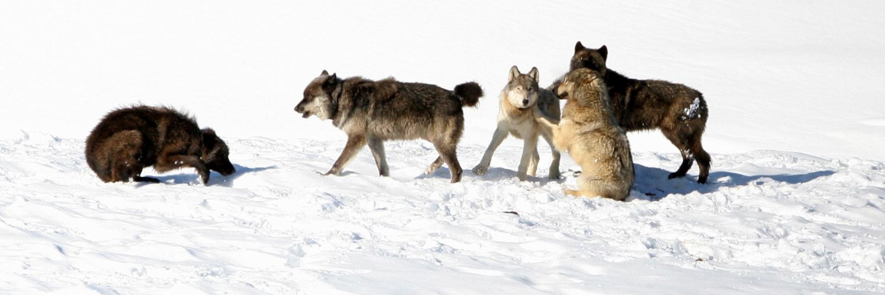 Wolves Across Borders