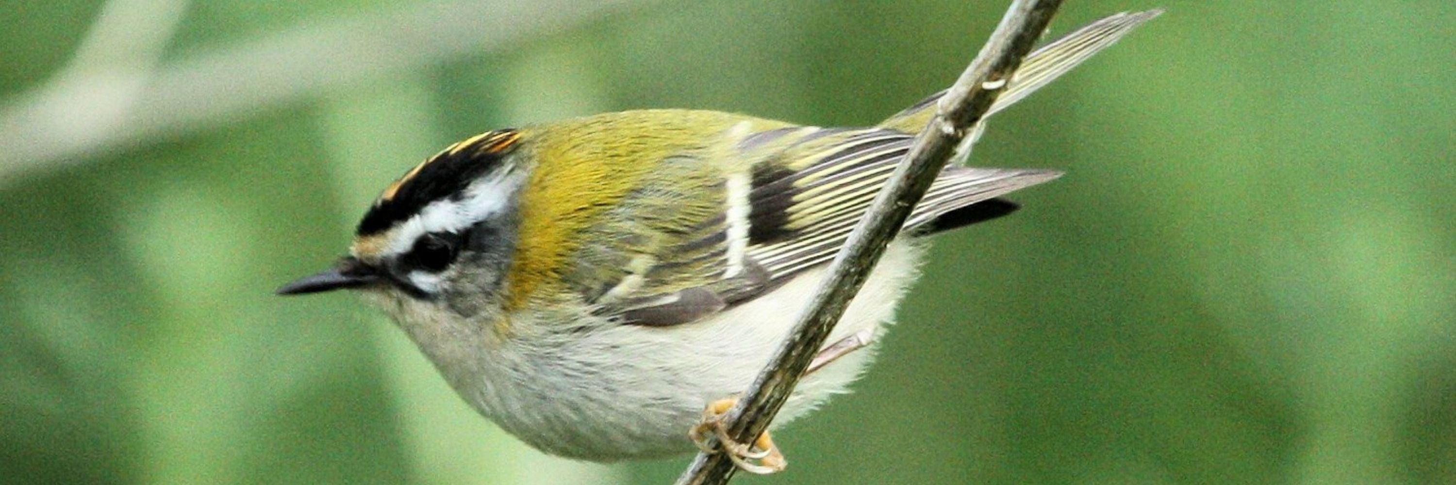 Oxonbirder