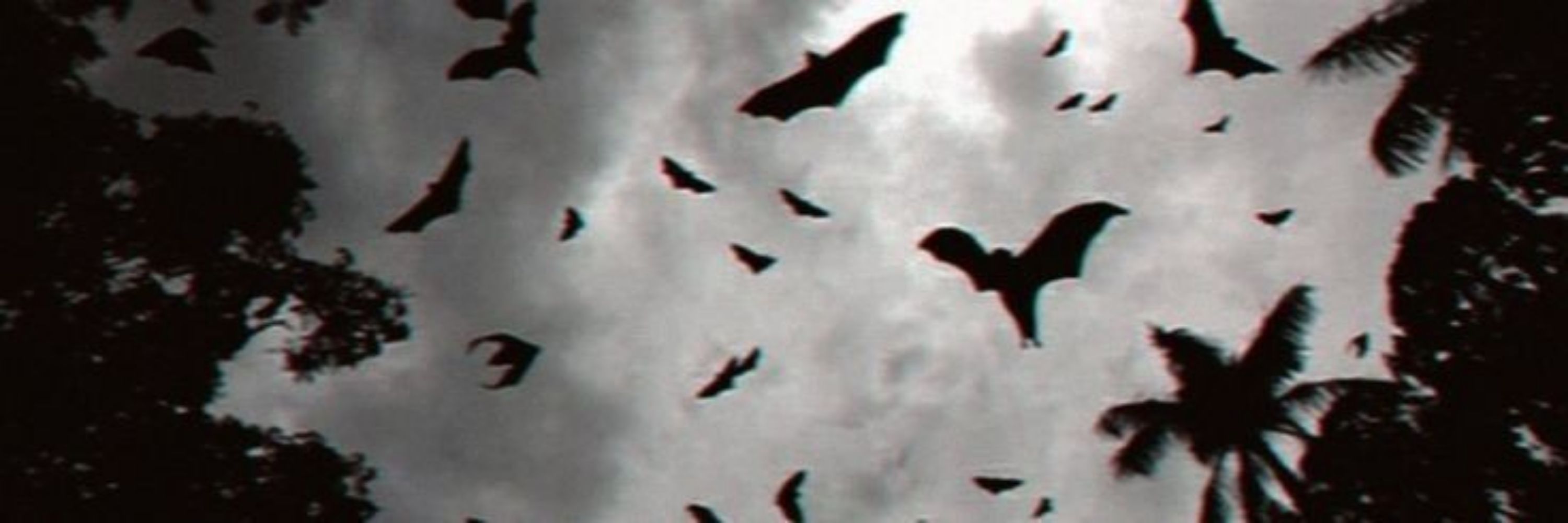 Lea 🦇
