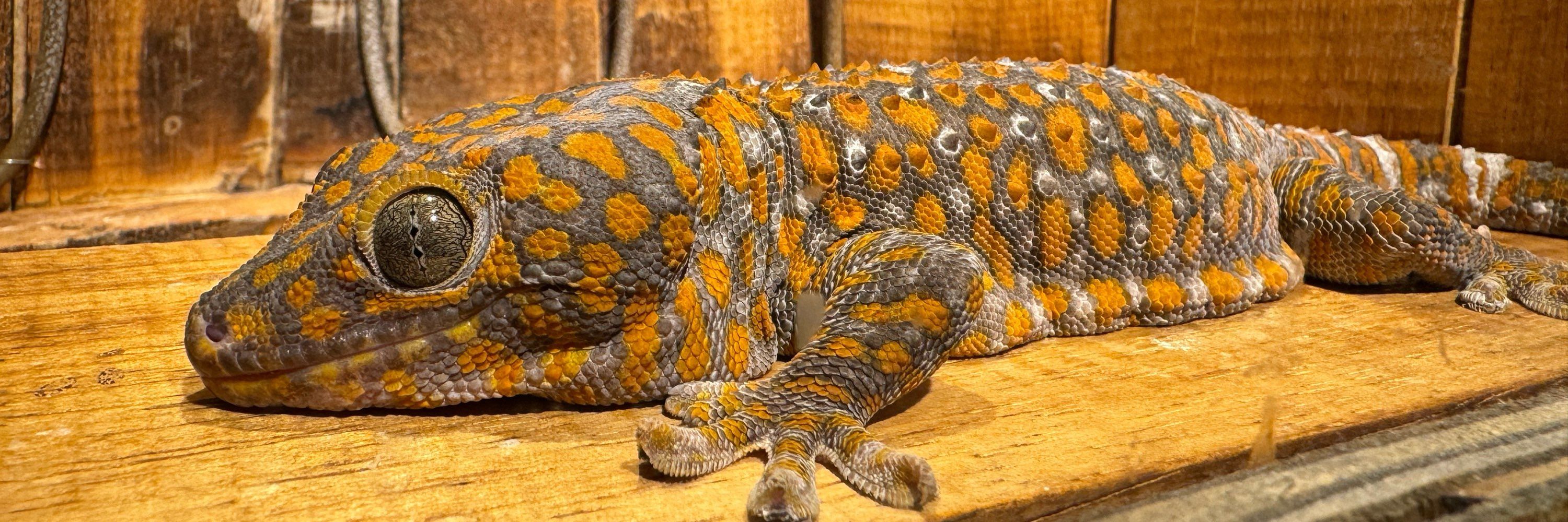 かむ