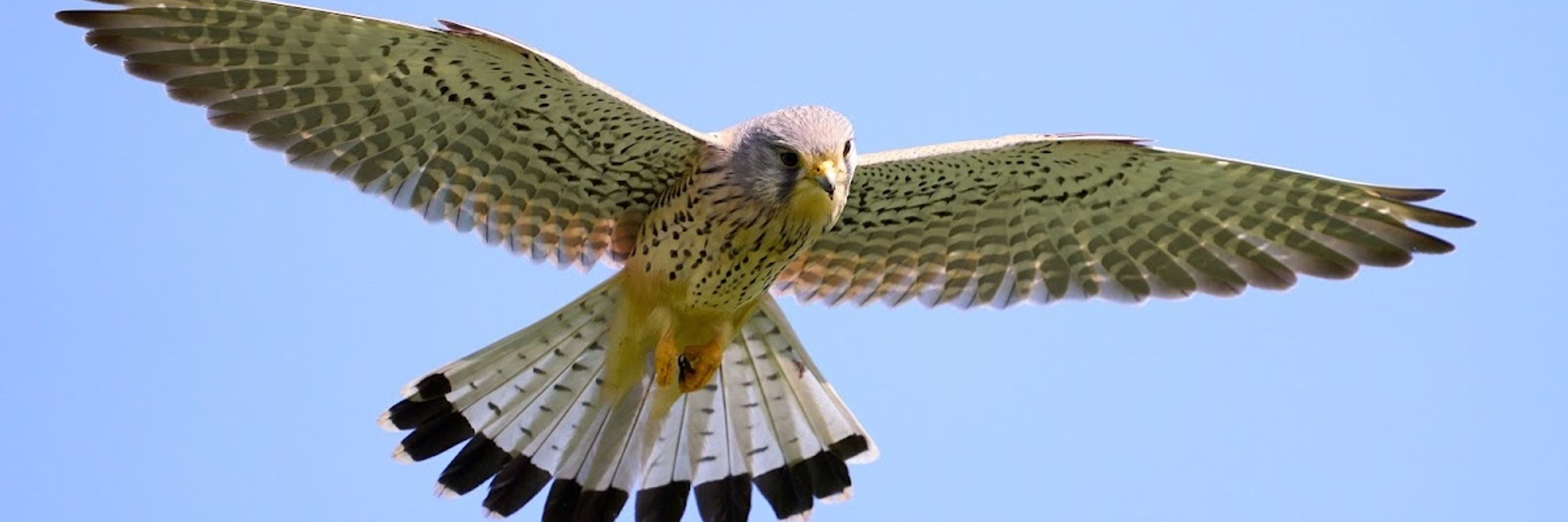 David Sebastian Kestrel