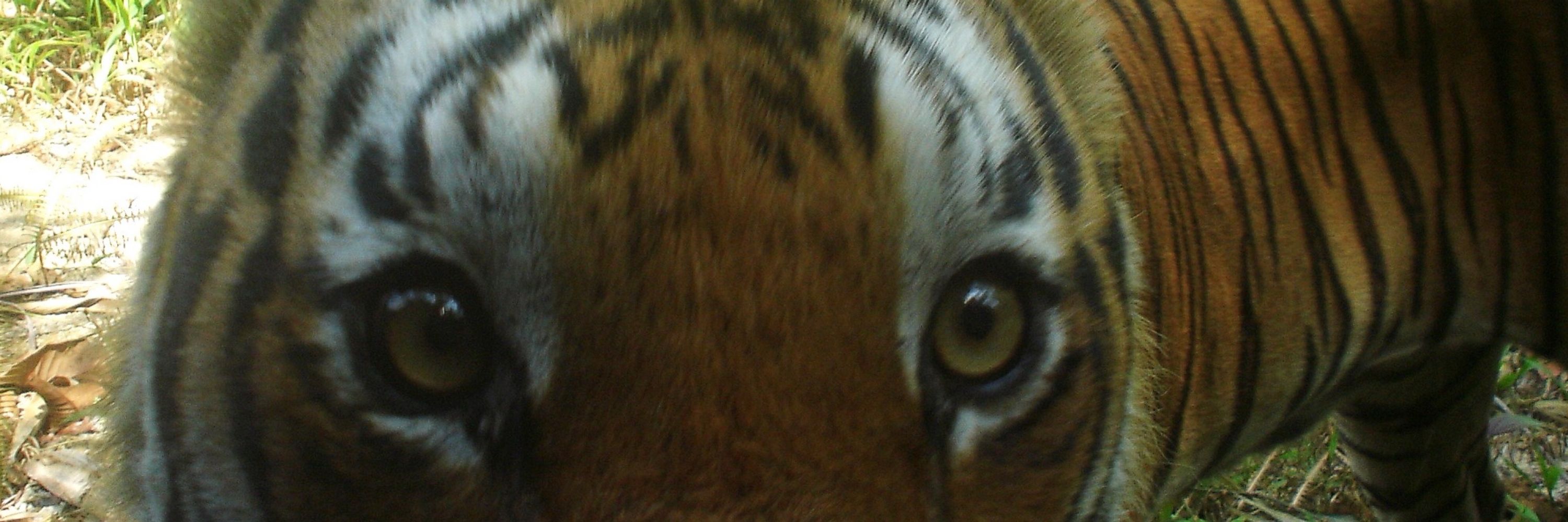 sopa