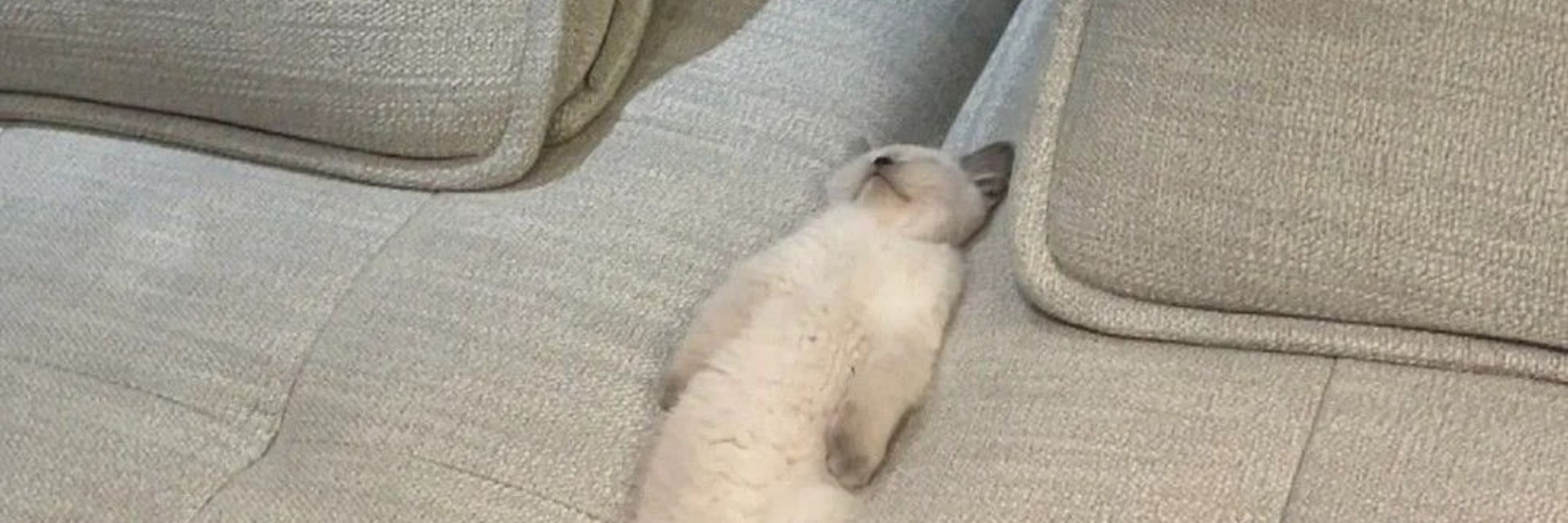 비비