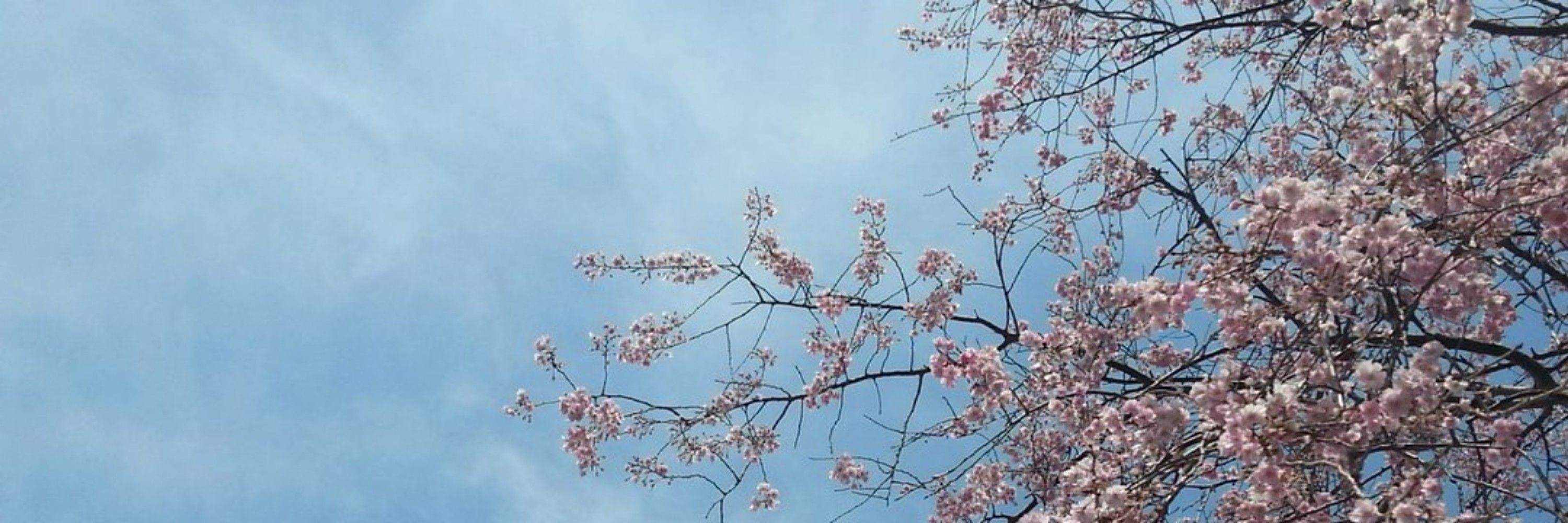 こはる