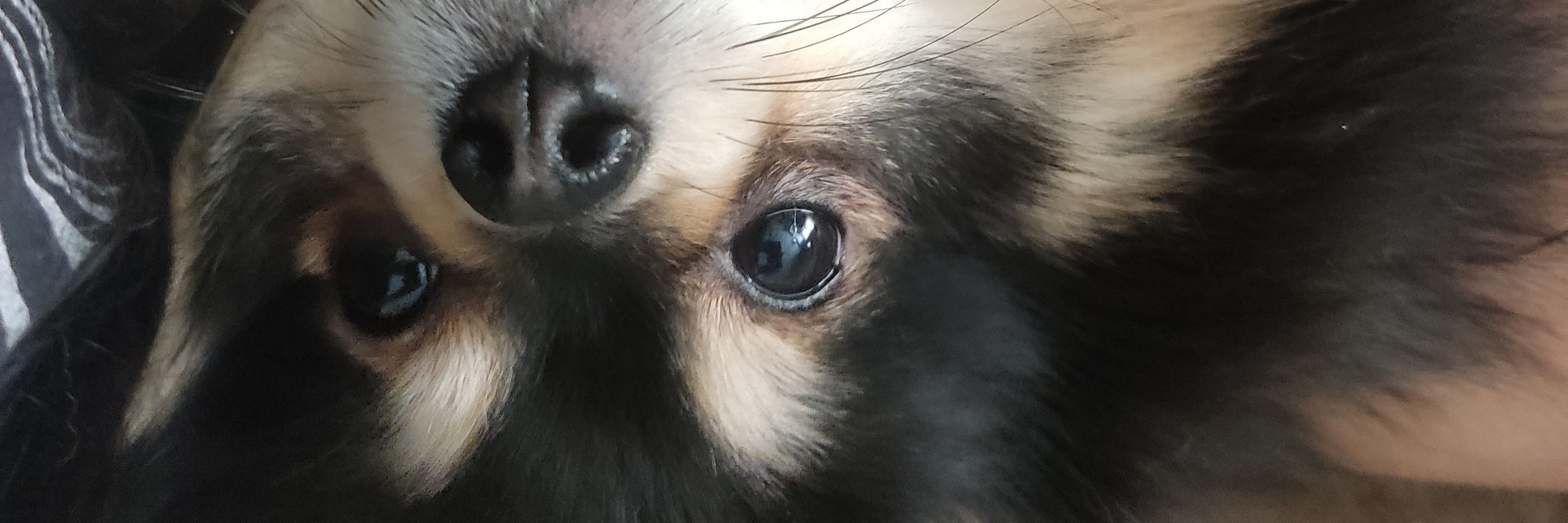 AnaVic