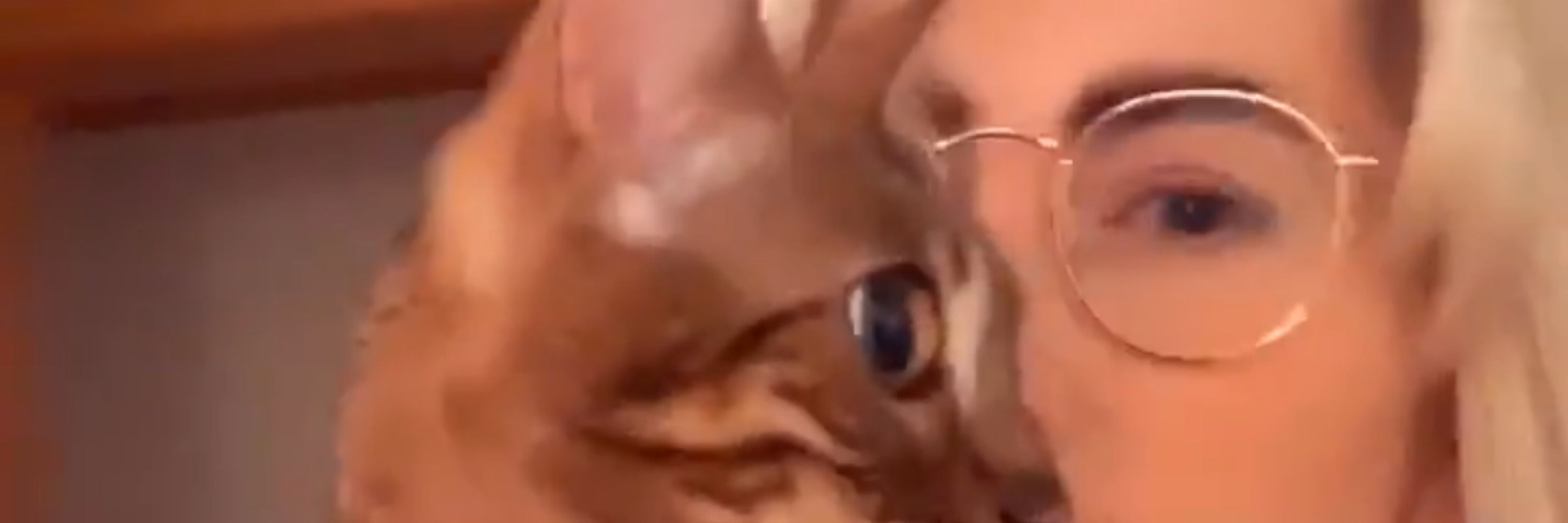 sushi “kool kat” kitti