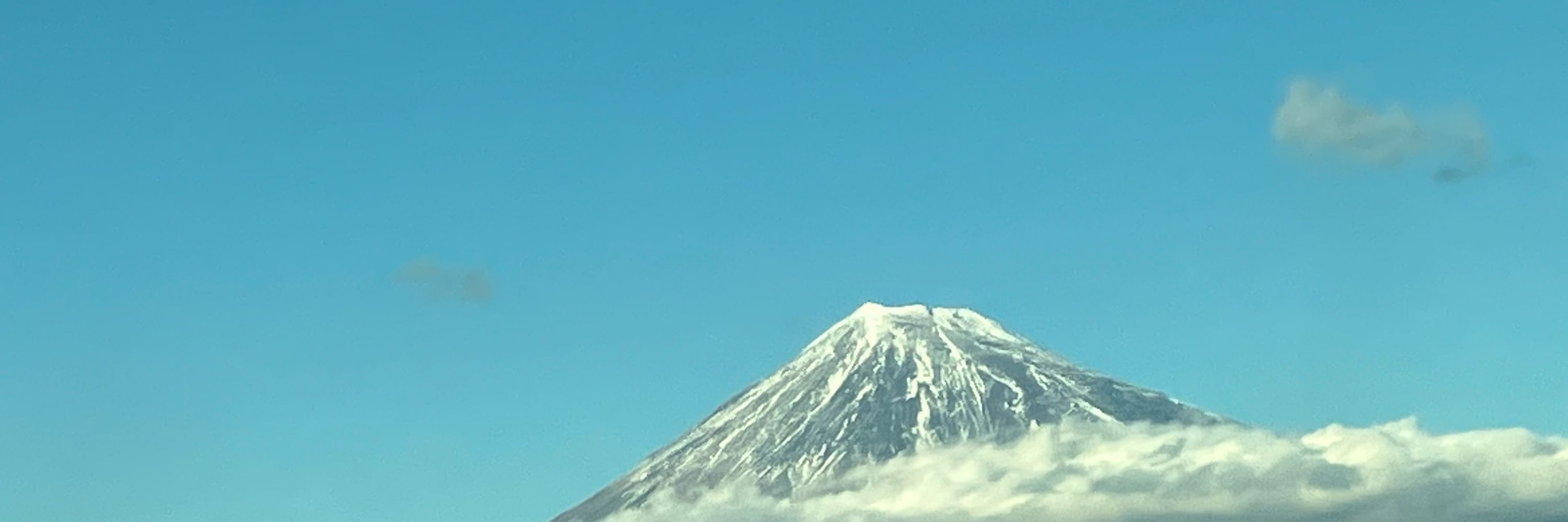 蕾子