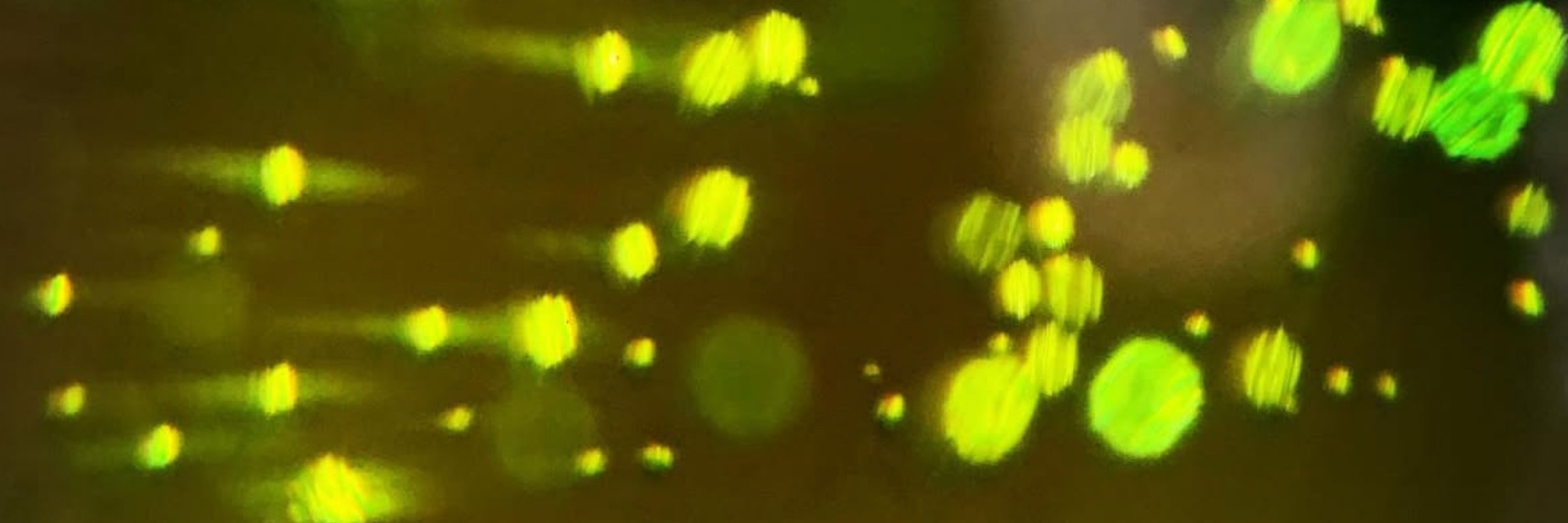 Lowperformimi