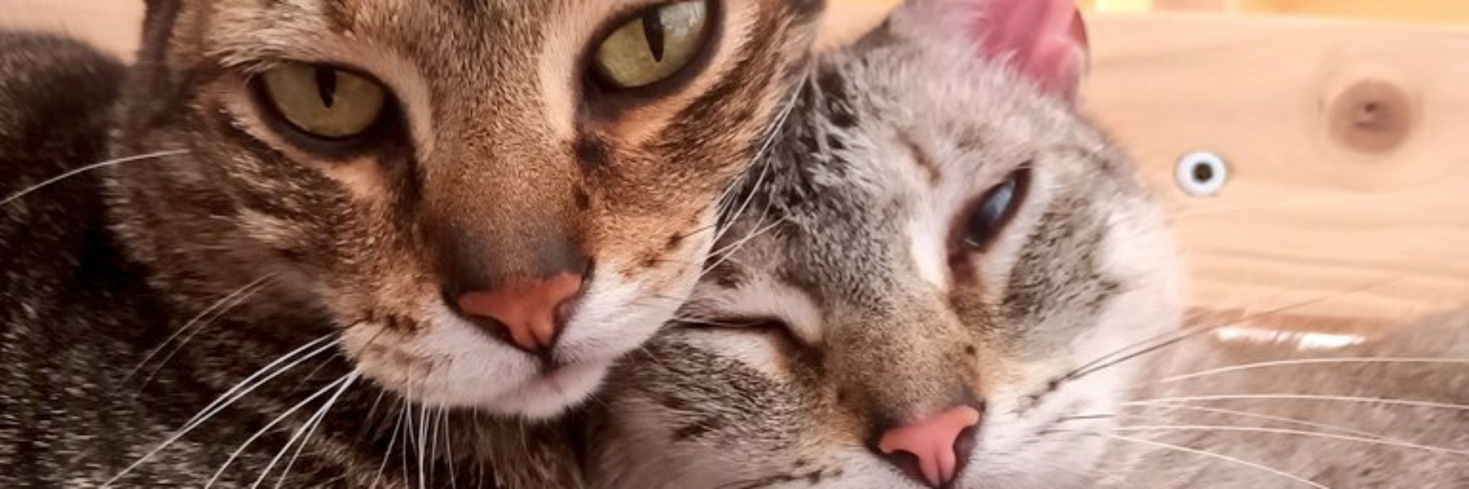 Bilbo & Sméagol