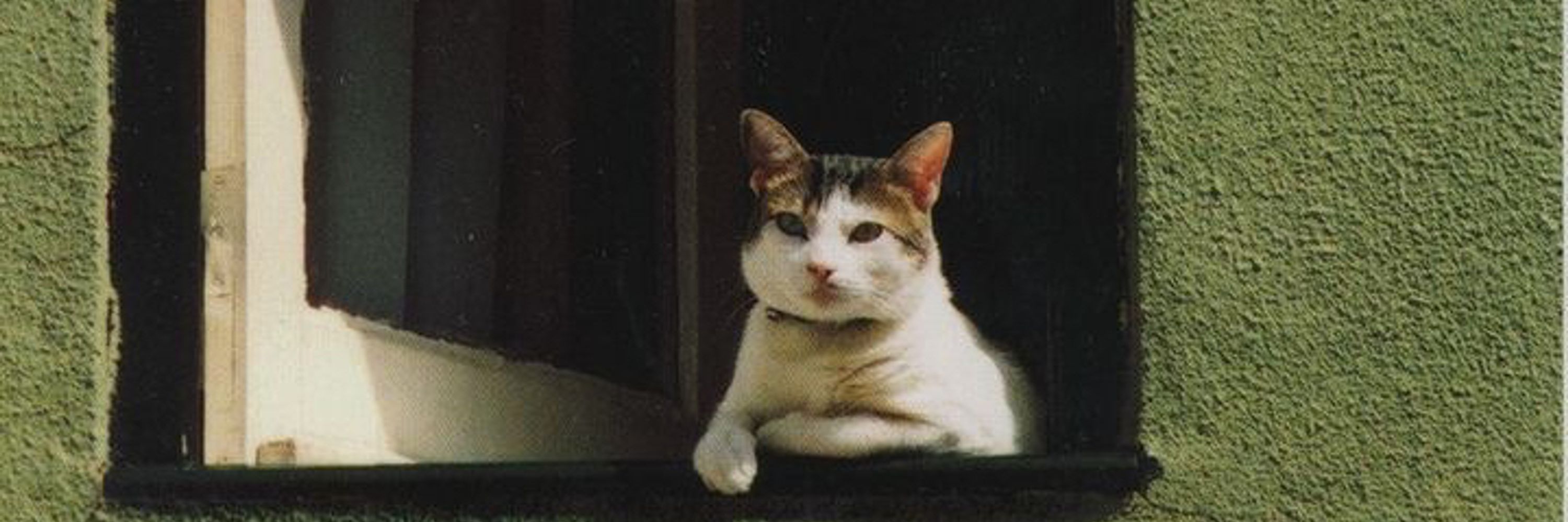 Meli 
