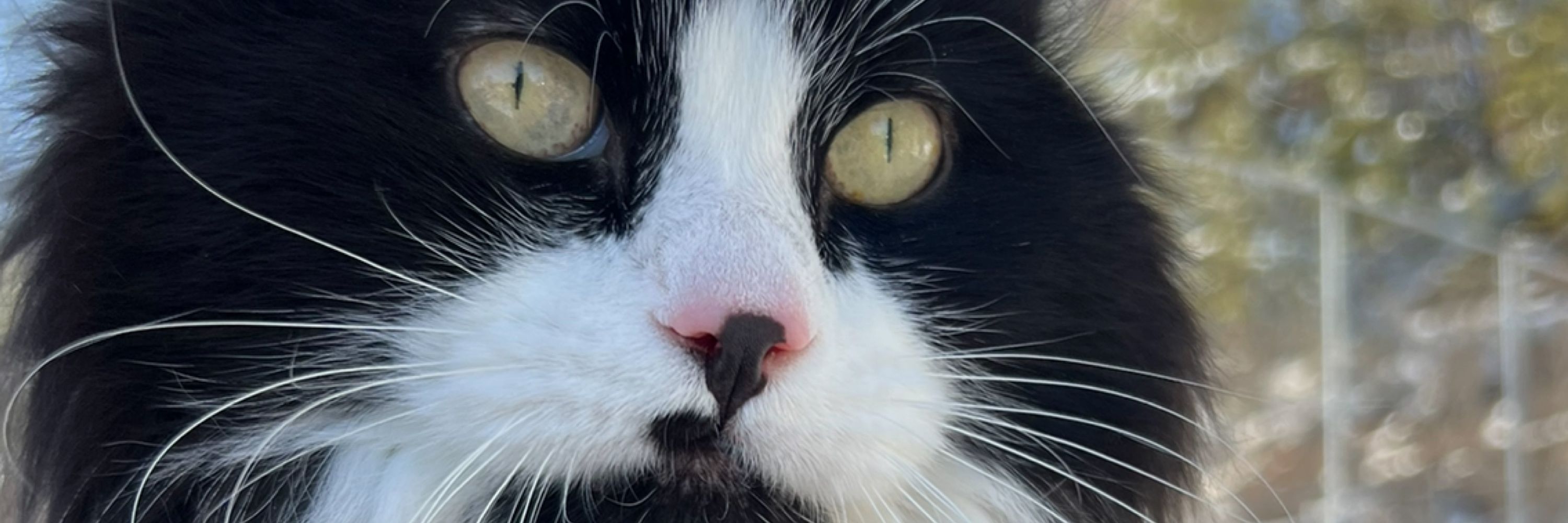 Matt the Tuxedo
