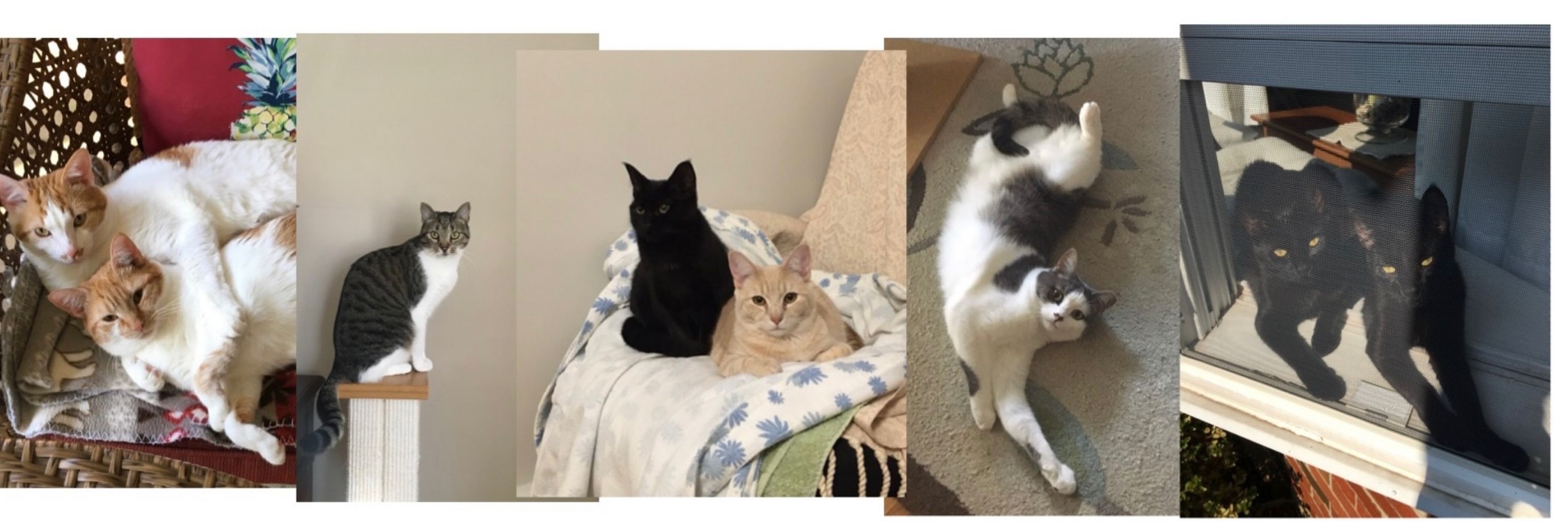 Joey’s Cat Crew