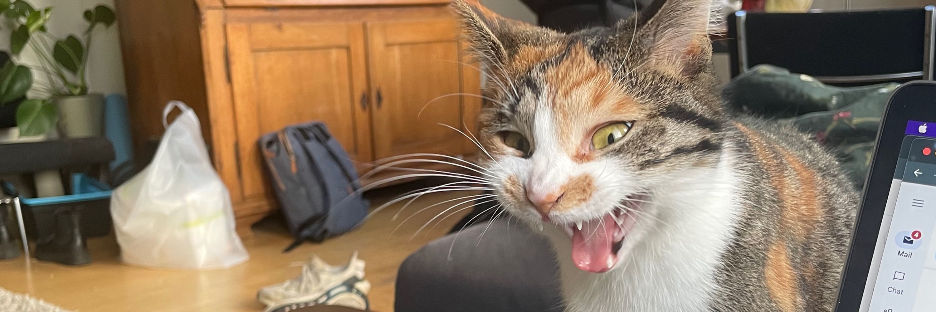 Cat ✨