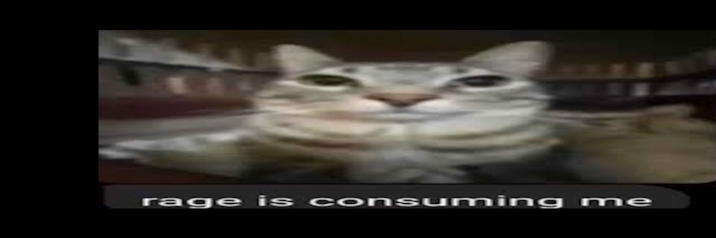 kot alt