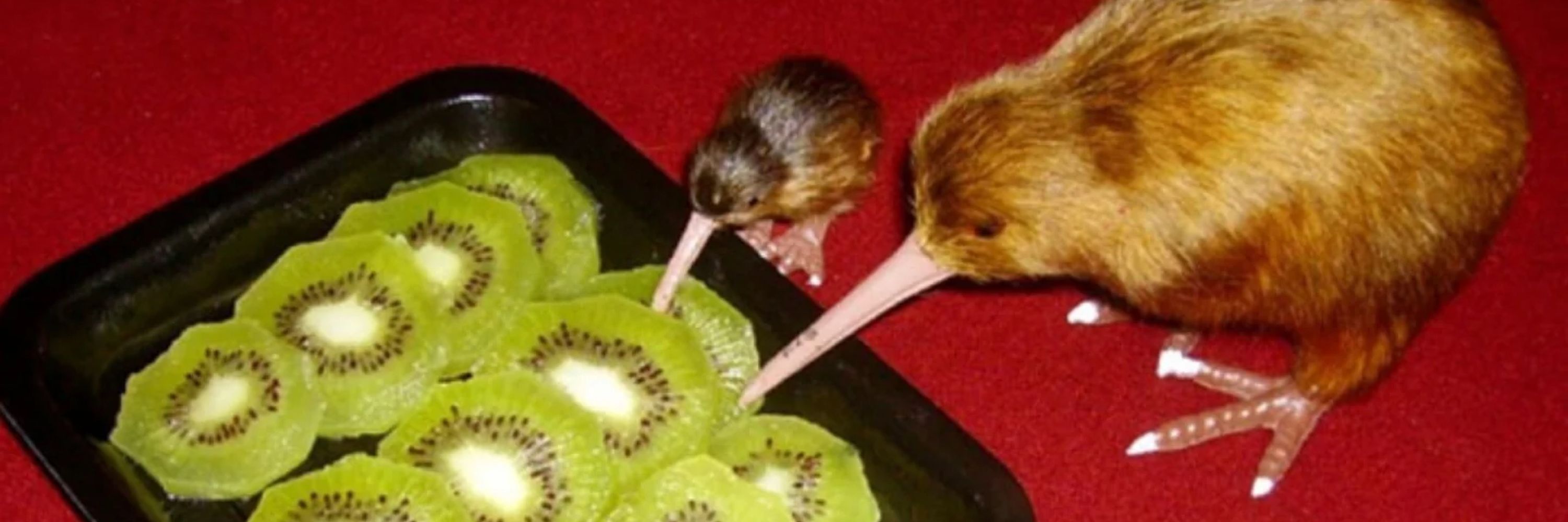 Kiwi the Demon