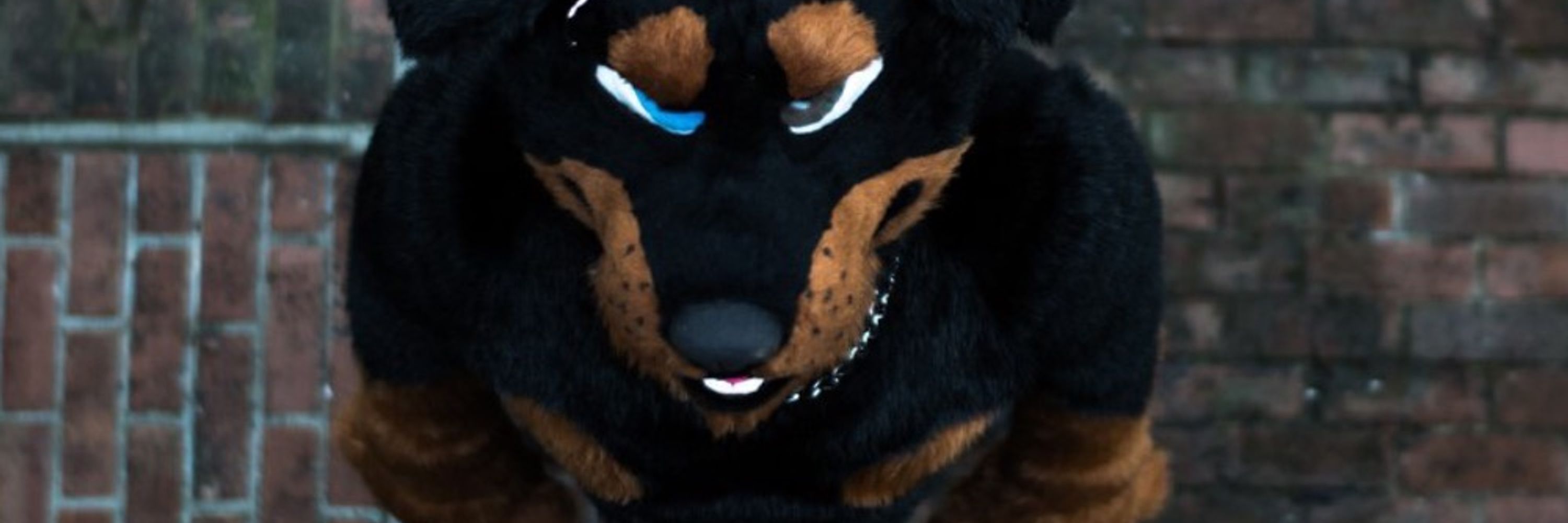 Sheppfox
