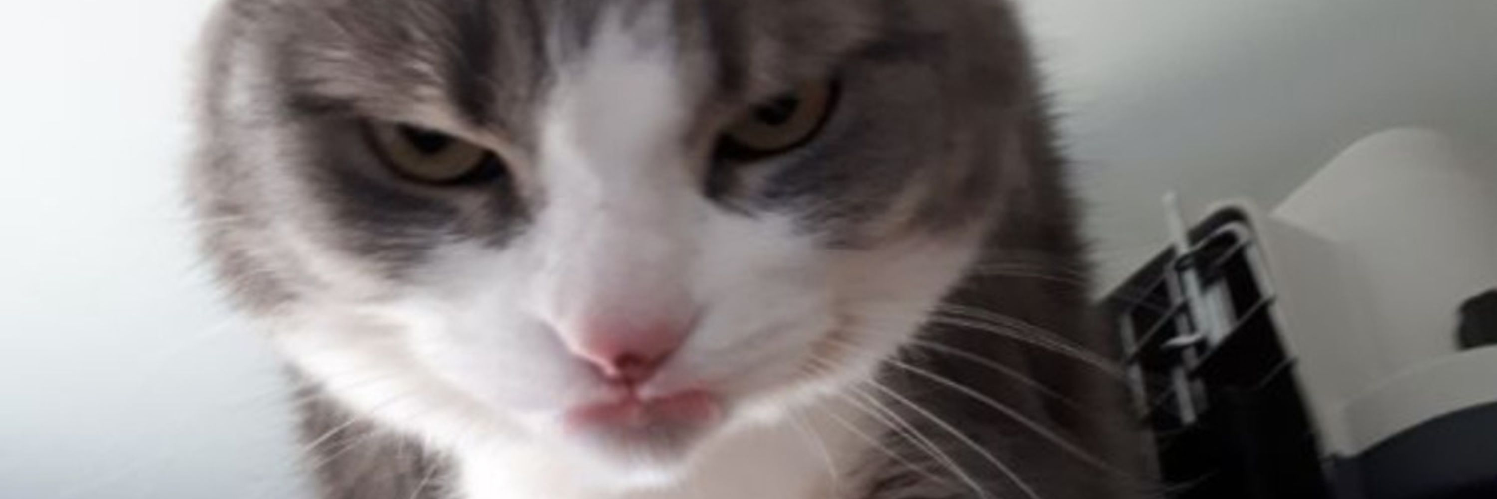 Luca