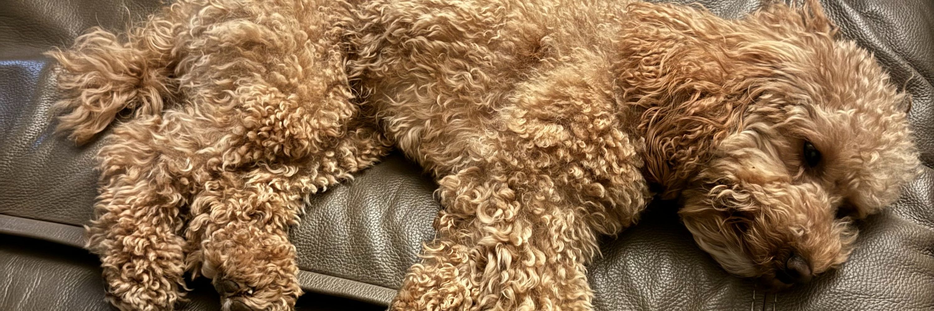 Mookie the Mini Poodle