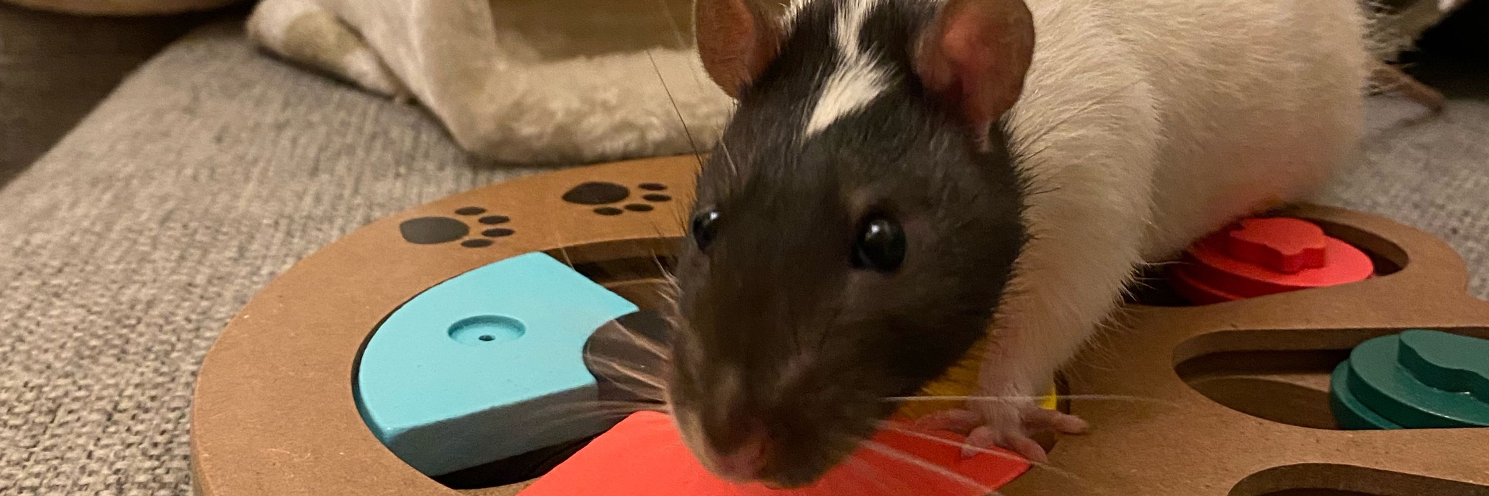 Mimki🐀