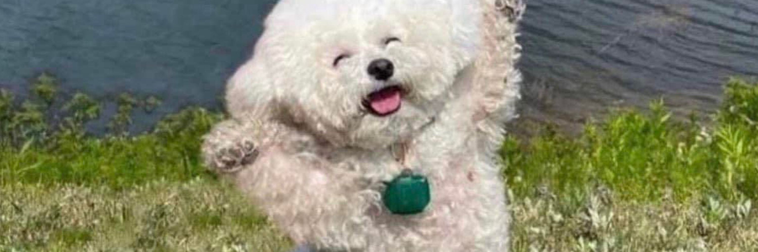 White dog with shit in its eyes