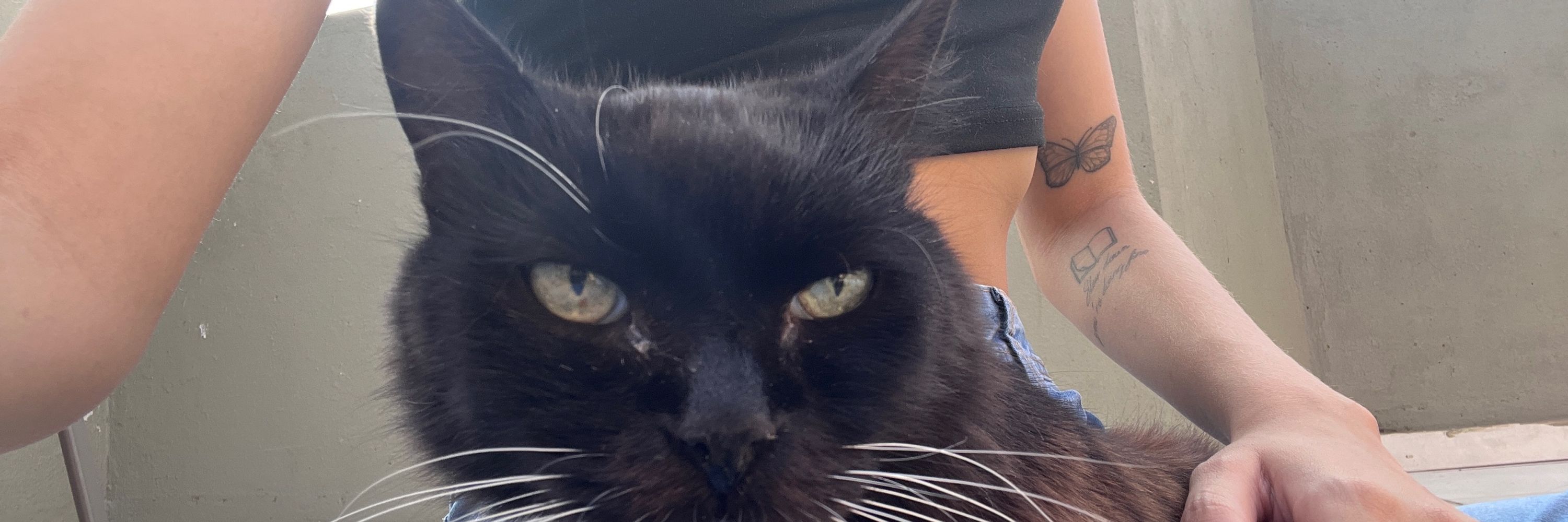plinio 