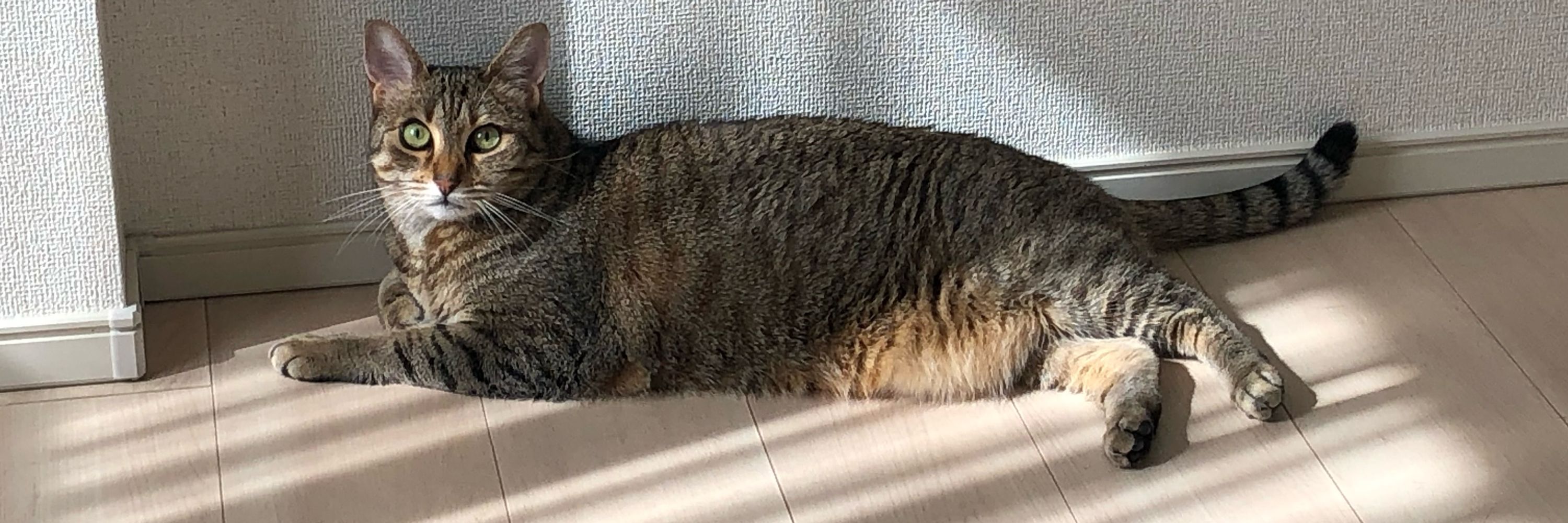 wxy-zzz