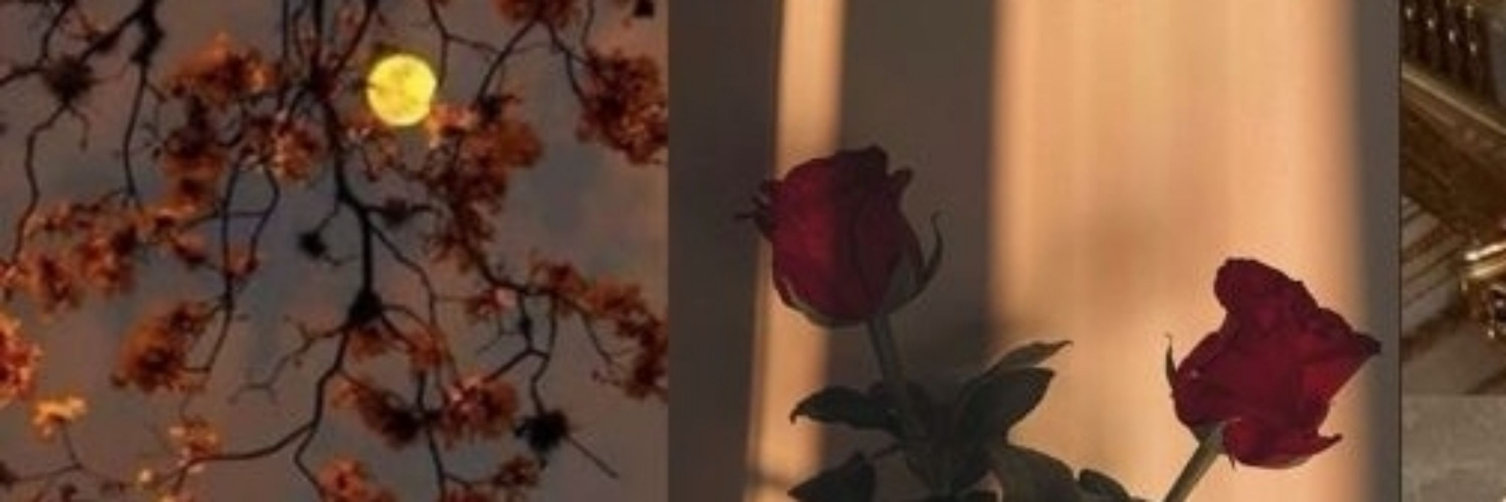 ᵐεſч;⁷ ᴿᴾᵂᴾ