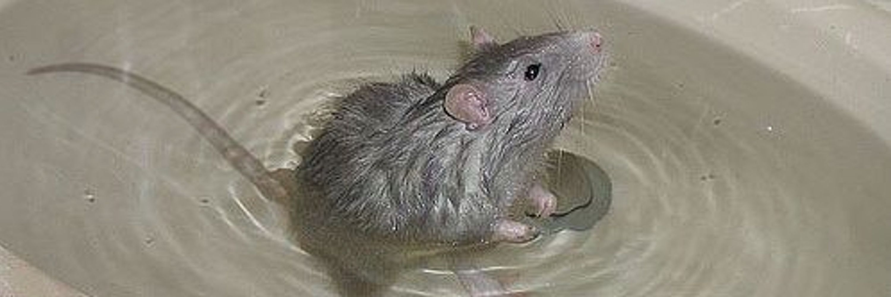 sink rat