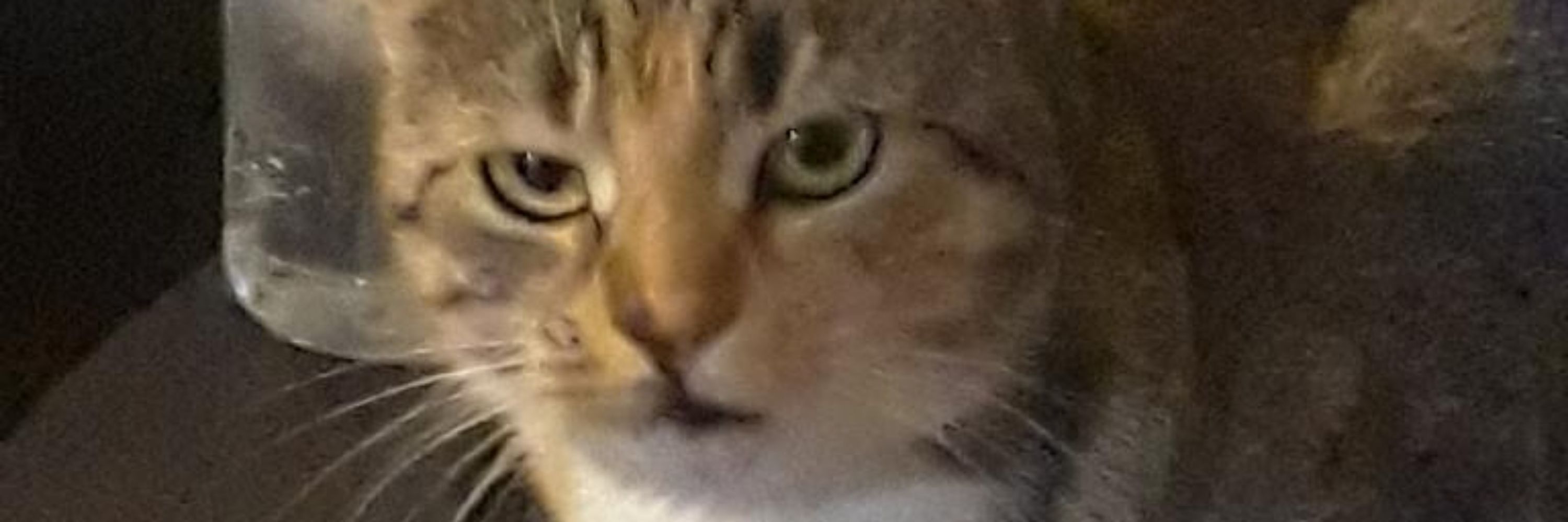 Tina